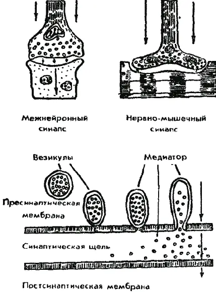 Рис 7 Синаптическая передача возбуждения в нейронных цепях Синапсы способны - фото 7