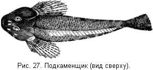 Нерест подкаменщика весьма замечателен но до сих пор не вполне исследован Он - фото 28