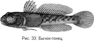 Бычокцуцик G marmoratus Pall имеет весьма обширное распространение и - фото 34