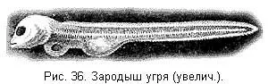 Некоторые интересные сведения об угре из русских авторов даются Терлецким - фото 37