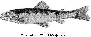 На вторую весну редко третью достигнув величины 58 дюймов молодые лососики - фото 40