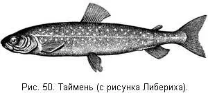 Ход тальменей для нереста начинается ранней весной но кажется многие - фото 51