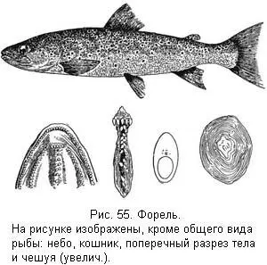 Пеструшка очень красива и это название дано ей весьма удачно она вся - фото 56