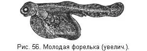 Несмотря на то что икра так хорошо защищена большая часть ее пропадает - фото 57
