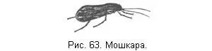 Лучшая насадка из насекомых для форели мошкара или ручейник Phryganea - фото 64
