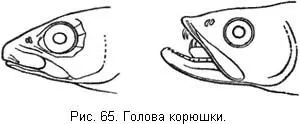 Живая корюшка очень красива Спина у нее буроватозеленая несколько - фото 66