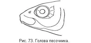 Песочник водится во многих больших и глубоких озерах северозападной России - фото 74