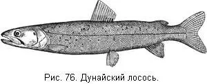 Первая рыба у остяков шика с первого взгляда походит на обыкновенных сигов - фото 77