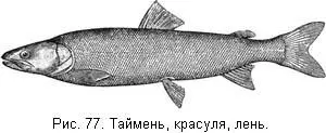 Первая рыба у остяков шика с первого взгляда походит на обыкновенных сигов - фото 78