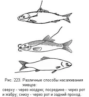 6 Впускают в спину живца на ¼ вершка от головы и выводят у начала спинного - фото 22