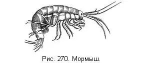 Летом мормыша почти не видно так как он живет больше под плавунами лавдами - фото 67