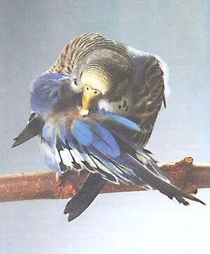 Попугаи от А до Я - фото 33
