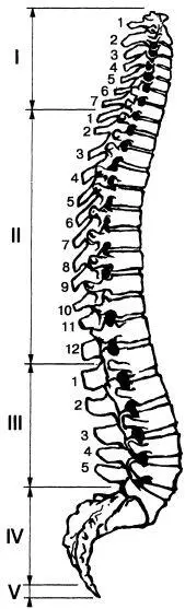 Строение позвоночника I шейный отдел II грудной отдел III поясничный - фото 6