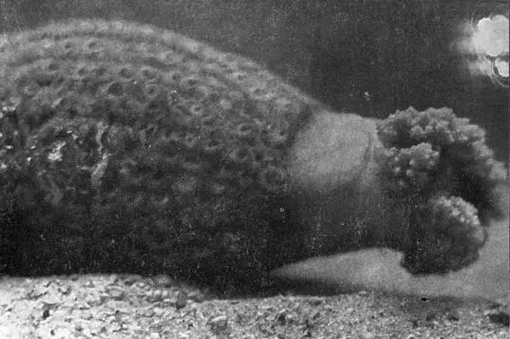 Морской огурец голотурия Рыбки приспособившие огурец под удобную - фото 19