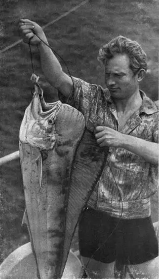 Саша Хлыстов поймал корифену Муссолини так называют эту рыбу итальянские - фото 25