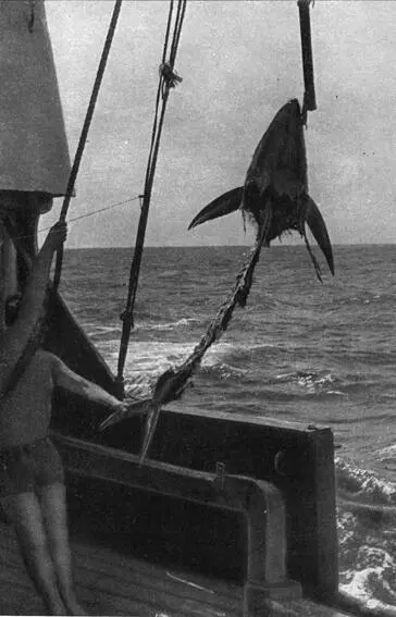 Все что осталось от тунца Остальное съели акулы Тунец Рыбалоцман - фото 40