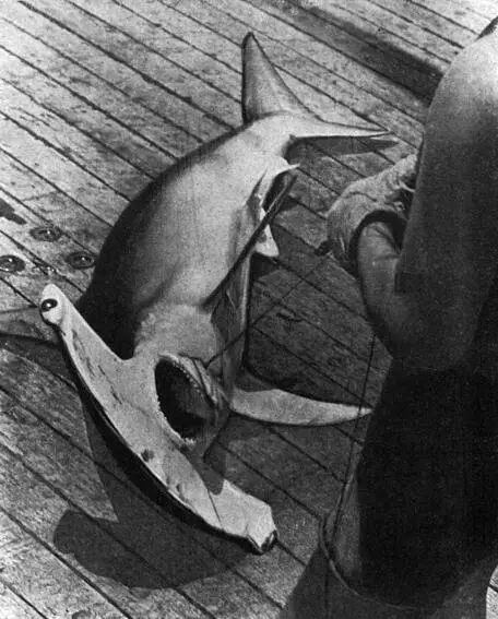 Акуламолот Рыбаприлипала Голова змеевидной макрели - фото 43