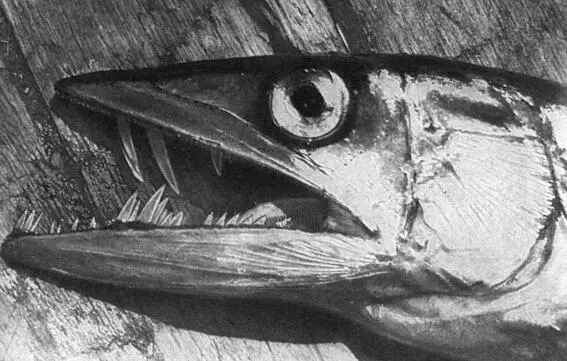 Голова змеевидной макрели Раздувшись как шар эти рыбы отпугивают хищников - фото 45