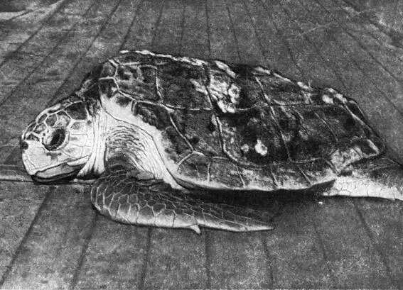 Крупная морская черепаха Это Гром сердитый капский кот Ганский пейзаж - фото 47