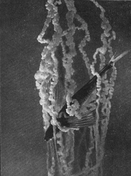 Арканчикищупальца физалии обхватили летучую рыбку Гибралтарская скала У ее - фото 59