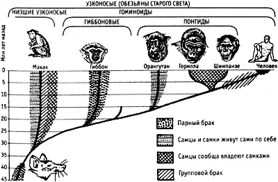 Следуя по той ветви эволюционного древа приматов которая привела к человеку - фото 161