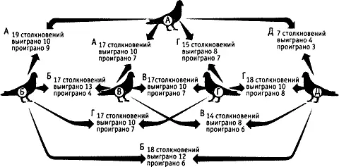 Иерархический ранг в стае голубей определяется по соотношению побед и поражений - фото 178