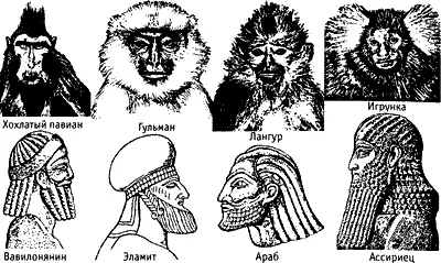 Грива борода баки и усы очень много значат в иерархической борьбе примата - фото 189