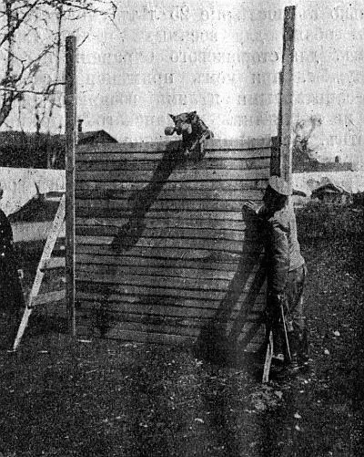 Хектор на заборе 2 м 16 сантиметров с гирями из дерева 3 килограмма весу - фото 33