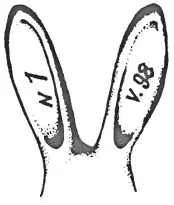 Схема клеймения кролика Нельзя переносить кролика за уши Это не только очень - фото 1