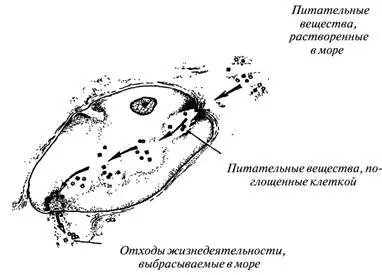 Рисунок 2 Одноклеточный организм в морской воде Если уровень давления - фото 2