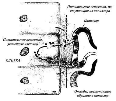 Рисунок 4 Одна клетка внутри организма окруженная другими клетками - фото 4