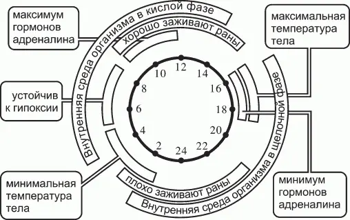 Таким образом главным синхронизатором внутриклеточных биоритмов является смена - фото 1