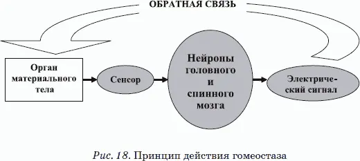 Отклонения в работе органа материального тела фиксируются сенсорной нервной - фото 20