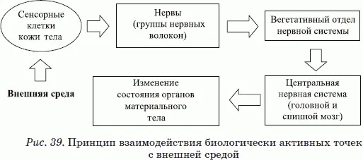 На человеческом теле есть семь особых уникальных областей В эзотерической - фото 30