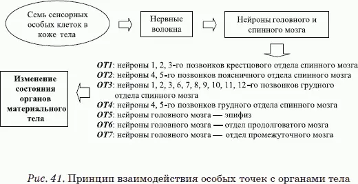 Точное положение особых точек на теле человека определяется с помощью маятника - фото 32