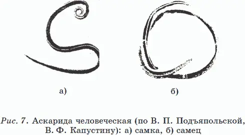 Хвостовой конец у самца изогнут в виде крючка На головном конце находится - фото 16