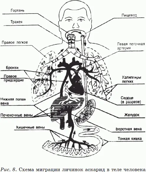 Длина личинки 004005 мм ширина 003004 мм Из кишечных вен личинки - фото 17