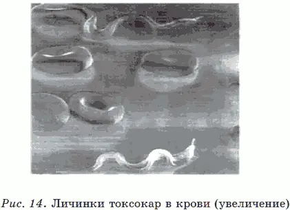 В легких часть личинок также задерживается а часть пройдя фильтр легких по - фото 23