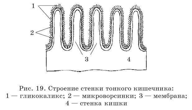 Клетки слизистой имеют до 4000 выростов микроворсинок На 1 кв мм - фото 19