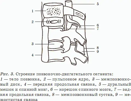 Позвоночник участвует во всех основных двигательных актах выполняет главную - фото 3