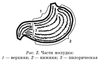 Функции желудка многообразны к тому же он имеет сложное строение Различные - фото 2