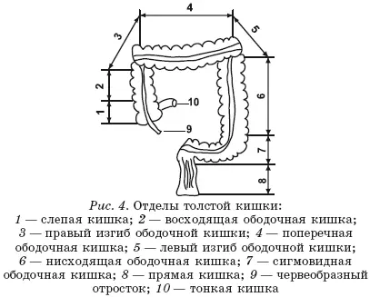 Остановлюсь на наиболее важных функциях толстой кишки Всасывательная В - фото 4