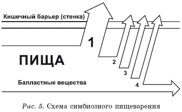В дополнение к 1 основному потоку пищевых веществ из балластных веществ под - фото 5