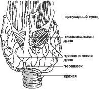 Рис 1 Строение щитовидной железы Наружная поверхность щитовидной железы - фото 1