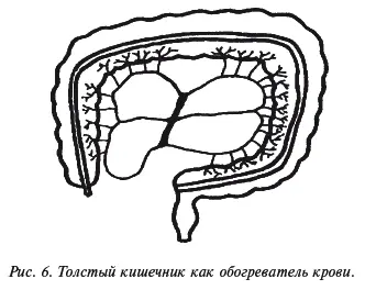 Механизм действия печки таков при реализации генетической программы развития - фото 7