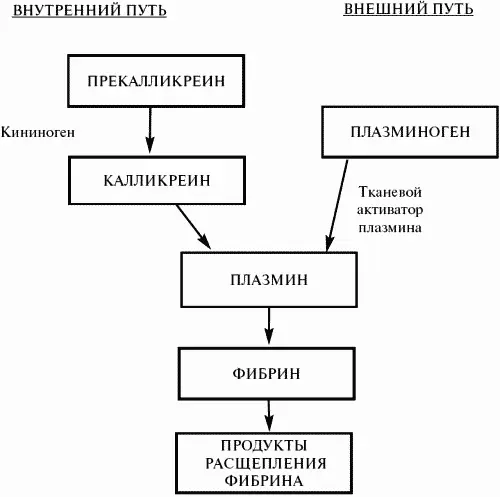 Часть II Частная гематология Глава 1 Анемии Анемия уменьшение общего - фото 3