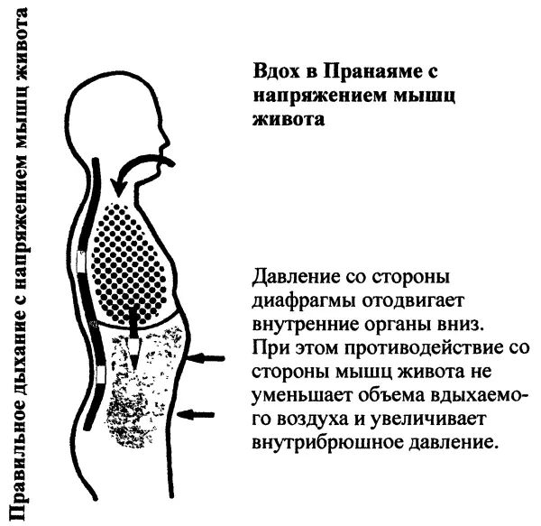 Ниже пупка мышцы живота остаются напряженными но не жестко Выше пупка - фото 11