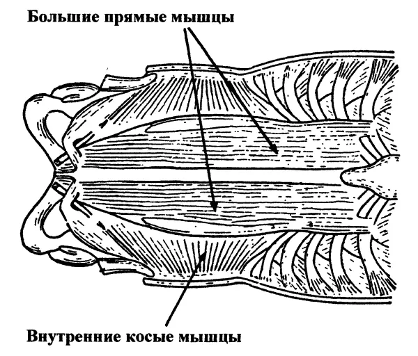 Физиологические результаты Об активной роли мышц живота мало говорится в - фото 12
