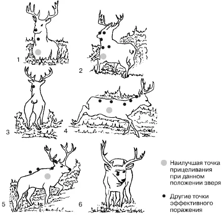 Рис 21Наилучшие точки прицеливания Одна из типичных ситуаций зверь - фото 9