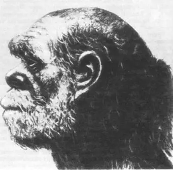 Неандерталец один из предшественников Homo sapiens Шла ли эволюция своим - фото 50